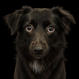 Sarah M.'s black dog