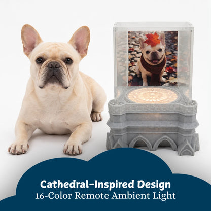 Pawever™ Sanctuary Hologram Box